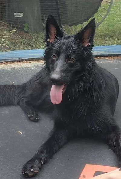 Schäferhund-Fans?-Beitrag-Bild