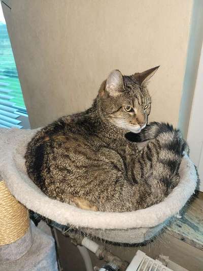 Unsere Fellnasen im Regenbogenland-Beitrag-Bild