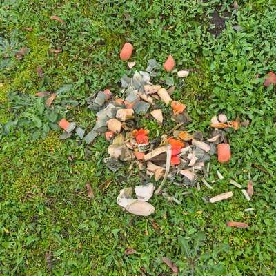 Giftköder-Giftige Lebensmittel für Hunde-Bild