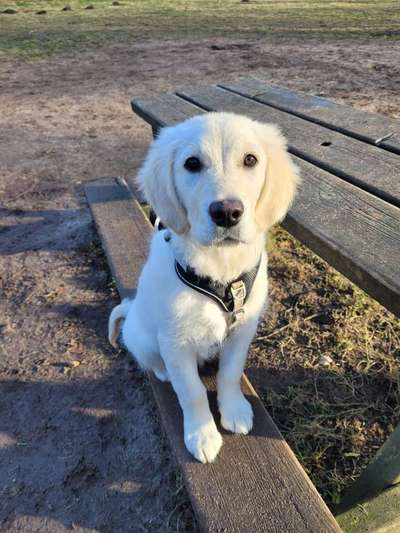 Wo sind die Golden Retriever Liebhaber?-Beitrag-Bild