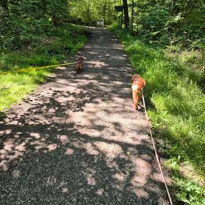 Hundetreffen-Social Walk / Gassirunden-Bild