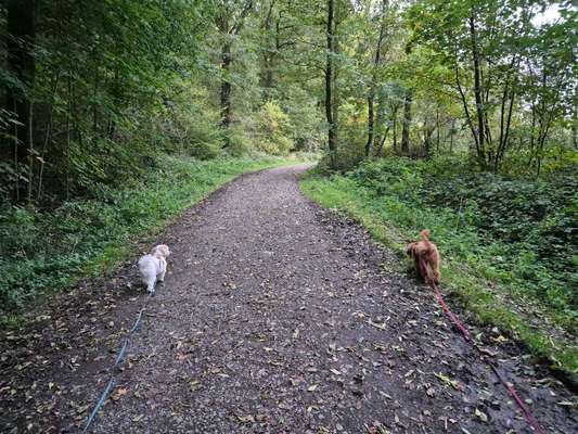 Hundetreffen-Whatsapp-Gruppe für Social-Walks!-Bild