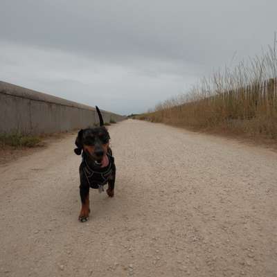 Hundetreffen-Gassi gehen/spielen/trainieren in und um Sauerlach-Bild