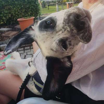 Lustige Bilder-Beitrag-Bild