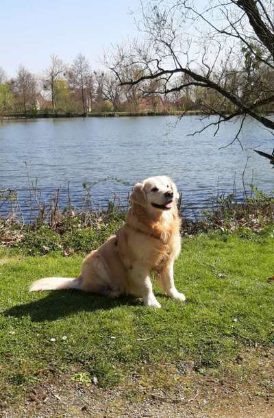 Wo sind die Golden Retriever Liebhaber?-Beitrag-Bild