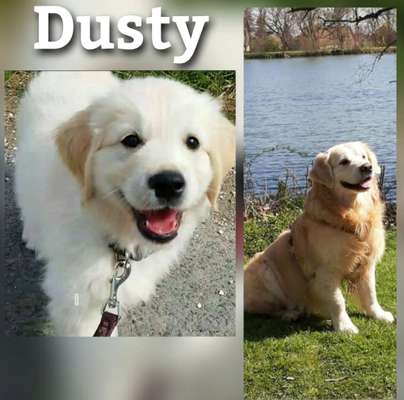 Welpenfotos-Beitrag-Bild