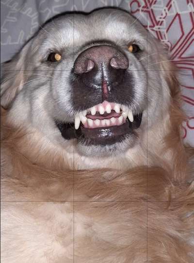 Zeigt mir die tollste Nahaufnahme von eurer Fellnase-Beitrag-Bild