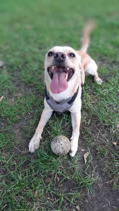 Dogorama Photo Challenge - Lieblingsspielzeug!-Beitrag-Bild