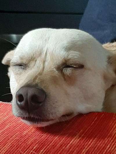 Zeigt mir die tollste Nahaufnahme von eurer Fellnase-Beitrag-Bild