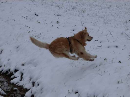 Fotochallenge 66 ~ Rennaction -Zeig deinen Hund im Lauf-Beitrag-Bild