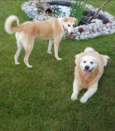 Dogorama Photo Challenge - Die besten Hundebuddys-Beitrag-Bild