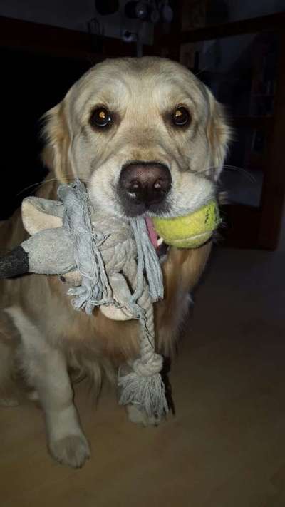 Dogorama Photo Challenge - Lieblingsspielzeug!-Beitrag-Bild