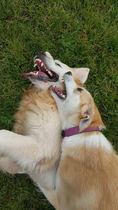 FOTOCHALLENGE 68: Dein Hund und sein bester Freund-Beitrag-Bild