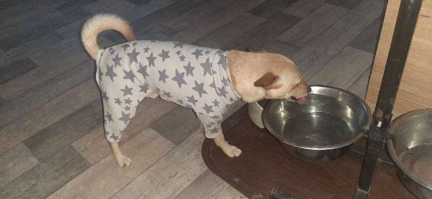 Dogorama Photo Challenge - Tre Chic!-Beitrag-Bild