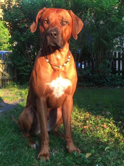 Rhodesian Ridgeback-Beitrag-Bild