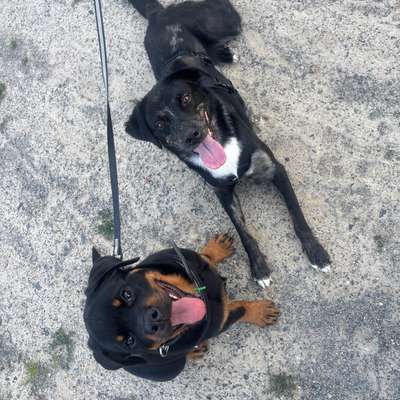Hundetreffen-Social Walk/ gemeinsamer Spaziergang-Bild