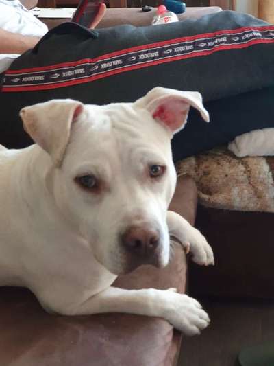 "Bulligere Arten" auch hier? :) Amstaff etc..-Beitrag-Bild