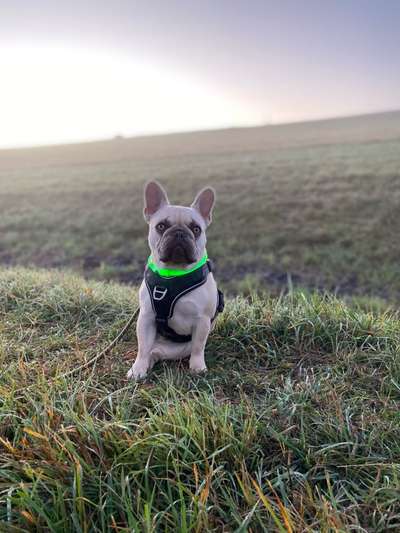 Hundetreffen-Spielen und Toben-Bild