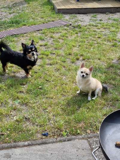 Dogorama Photo Challenge - Hunde in Action-Beitrag-Bild