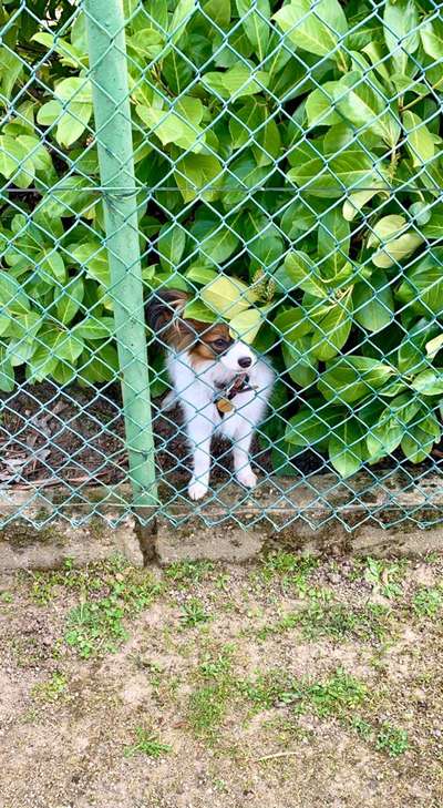 Die Dogorama Monats Challenge "Es grünt und blüht"-Beitrag-Bild