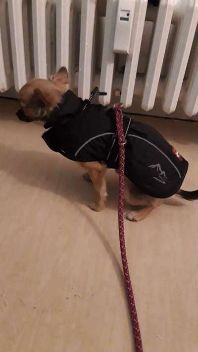 Kleidung für Chihuahua Mädchen (5 Monate jung)-Beitrag-Bild