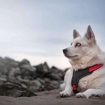 Die Dogorama Kalender Challenge Titelbild-Beitrag-Bild