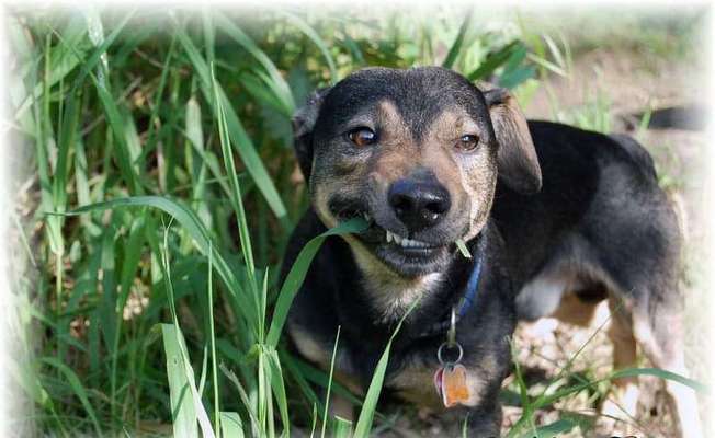 Fotochallenge No. 26                                     Wald und Wiese-Beitrag-Bild