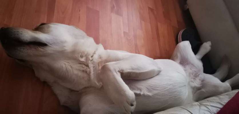 Zeigt mir die lustigsten Schlafpositionen eurer Fellnasen-Beitrag-Bild