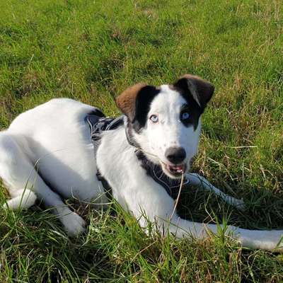 Hundetreffen-Welpentreff in&um Zörbig