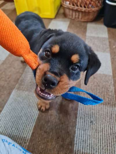 Pflegehund dreht fast durch vor Freude-Beitrag-Bild