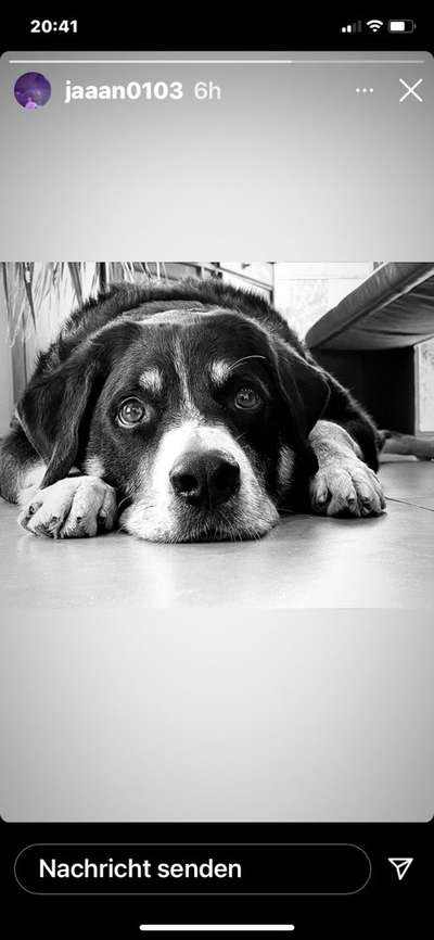 Appenzeller Sennenhunde-Beitrag-Bild