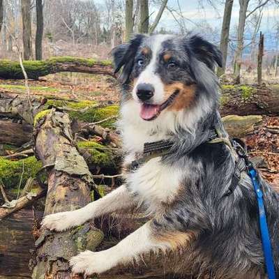 Hundetreffen-Gassi  Freunde gesucht-Bild