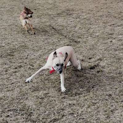 Hundetreffen-Gassi-Runde zum schnüffeln und spielen-Bild