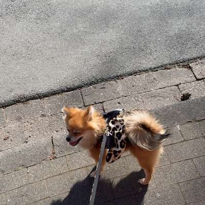 Hundetreffen-Gassi gehen oder Spieltreffen :)-Bild