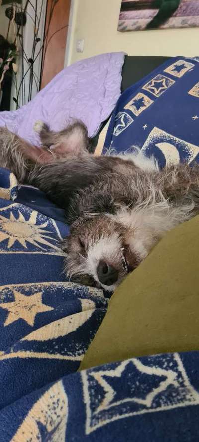 Zeigt mir die lustigsten Schlafpositionen eurer Fellnasen-Beitrag-Bild