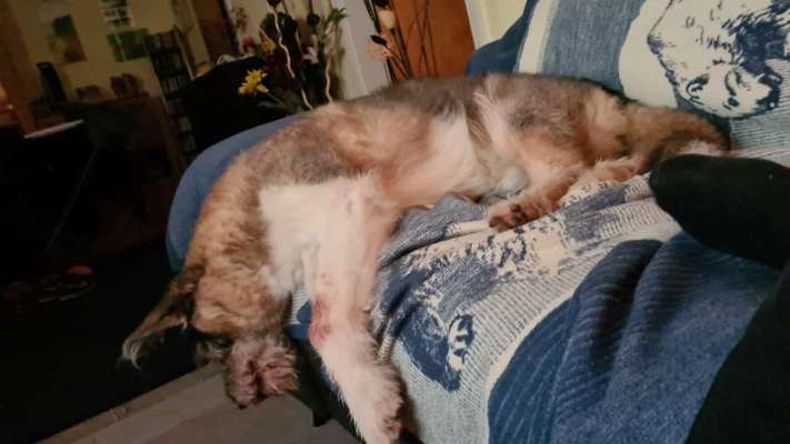 Zeigt mir die lustigsten Schlafpositionen eurer Fellnasen-Beitrag-Bild