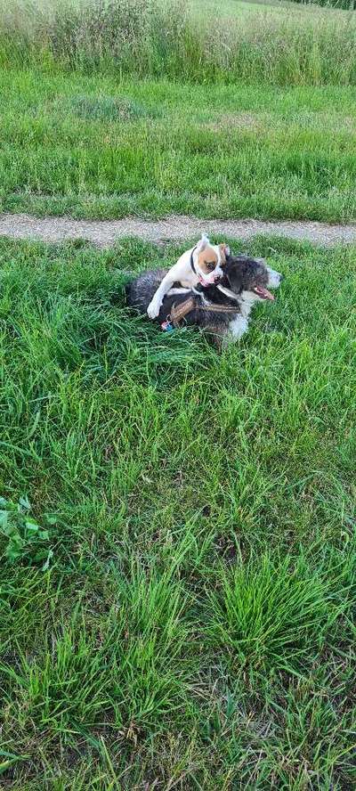 Die Dogorama Wochen Challenge "Friends will be Friends"-Beitrag-Bild