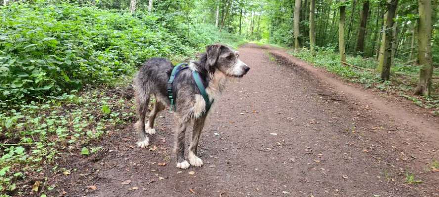 Mischlinge raten - Rätselspaß-Beitrag-Bild