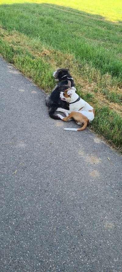 Bester Freund, Hundekumpel - zeigt her!-Beitrag-Bild