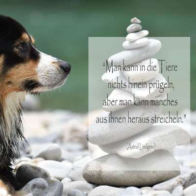 Giftköder-Hundephysiotherapie-Bild