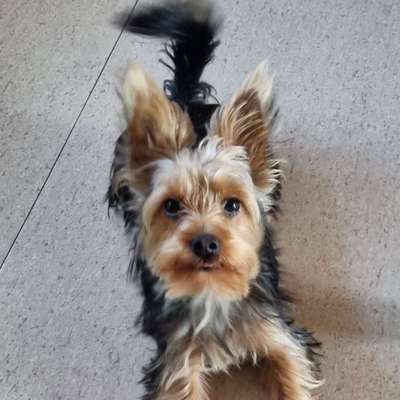 Hundetreffen-Emma sucht Spielgefährten-Bild