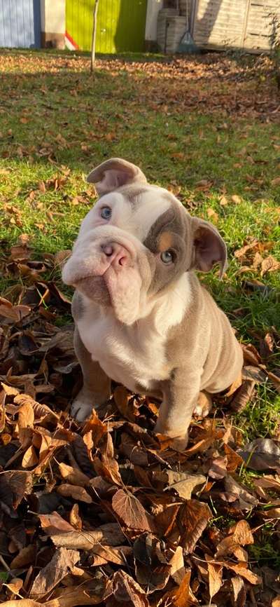 Welpen Bilder !-Beitrag-Bild