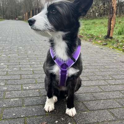 Wie sitzt mein Geschirr?-Beitrag-Bild