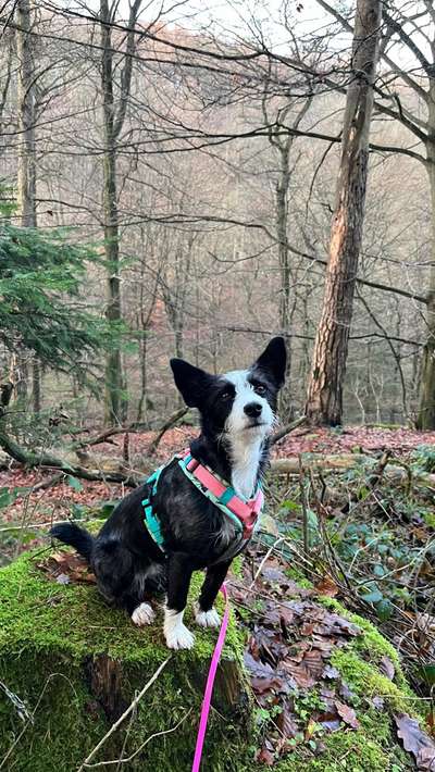 Ist das ein...?-Beitrag-Bild