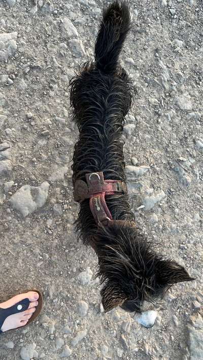 Der Gewichts-Thread-Beitrag-Bild