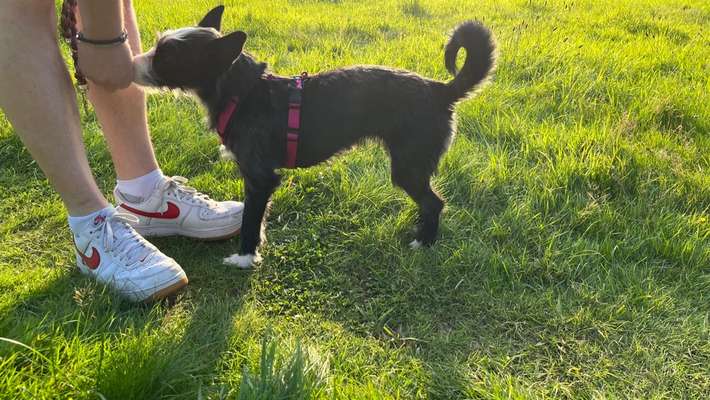 Wie sitzt mein Geschirr?-Beitrag-Bild