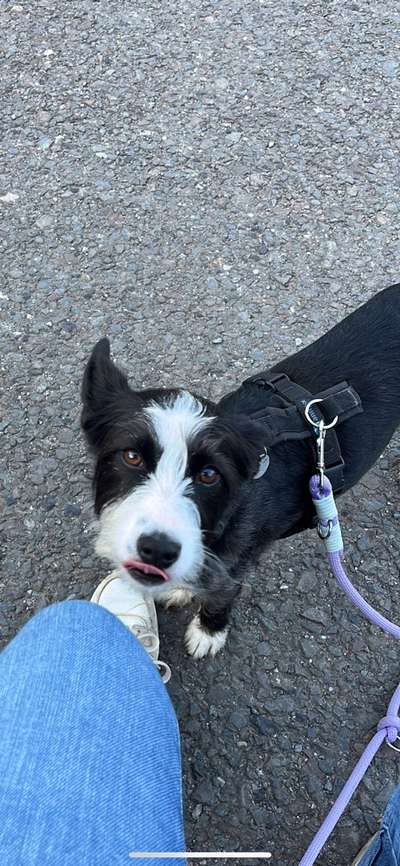 Wie sitzt mein Geschirr?-Beitrag-Bild