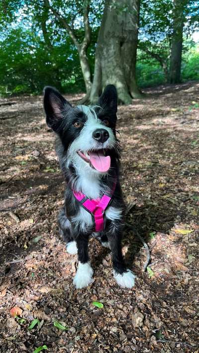 Wie sitzt mein Geschirr?-Beitrag-Bild