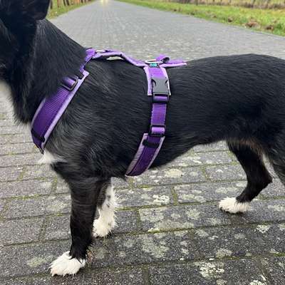 Wie sitzt mein Geschirr?-Beitrag-Bild