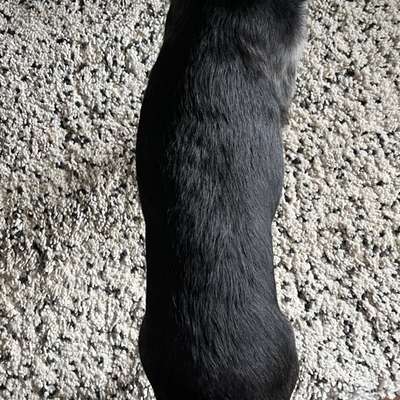 Wie optimal ist das Körpergewicht meines Hundes?-Beitrag-Bild